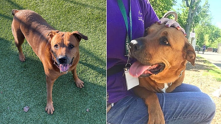 Dog up for Adoption - Roxy Returned to Shelter AGAIN: Financial Crisis Triggers  Heartbreaking Return