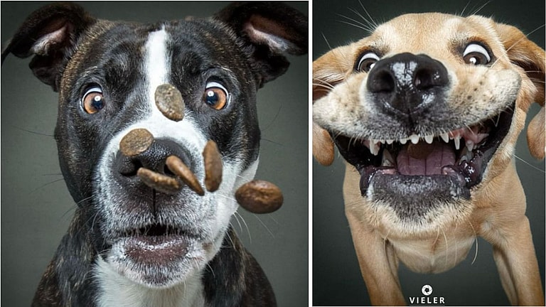 The Funniest Mid-Air Dog Treat Catches Captured on Camera