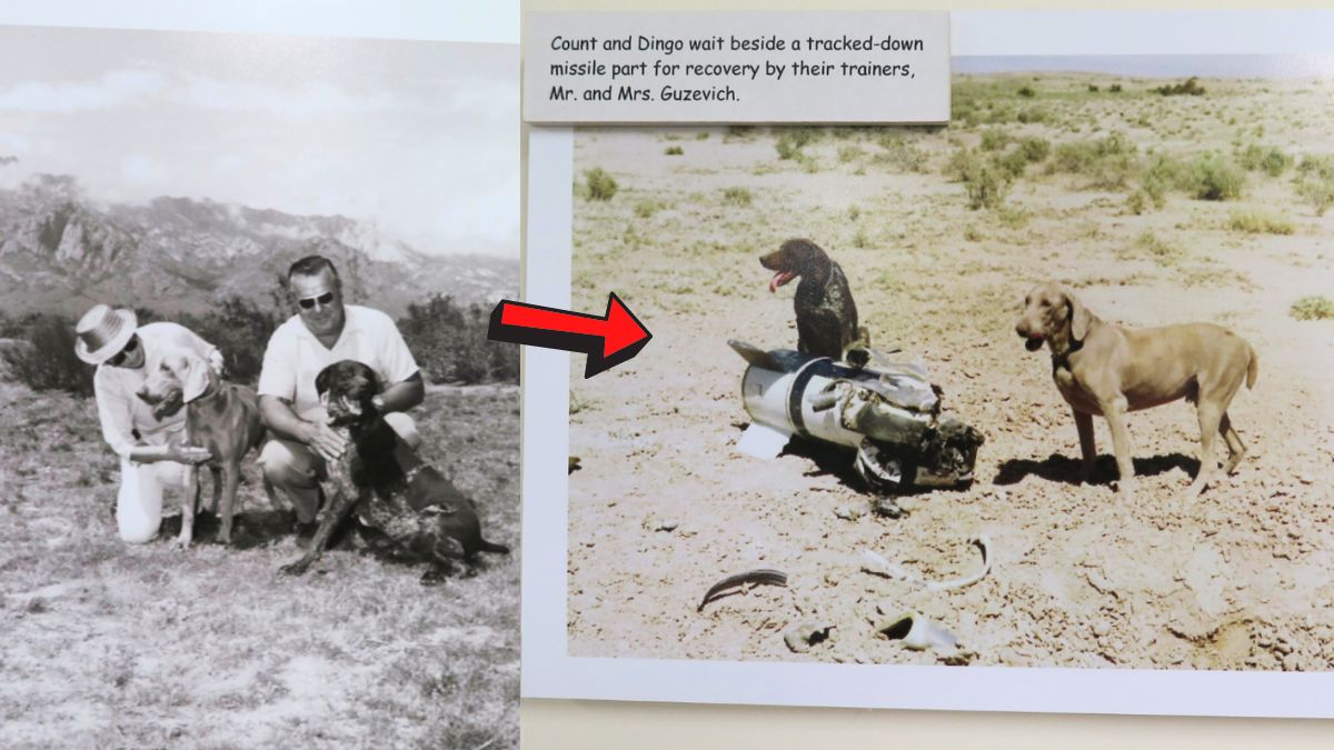 Here's How This Weimaraner Became a Surprising Cold War Hero