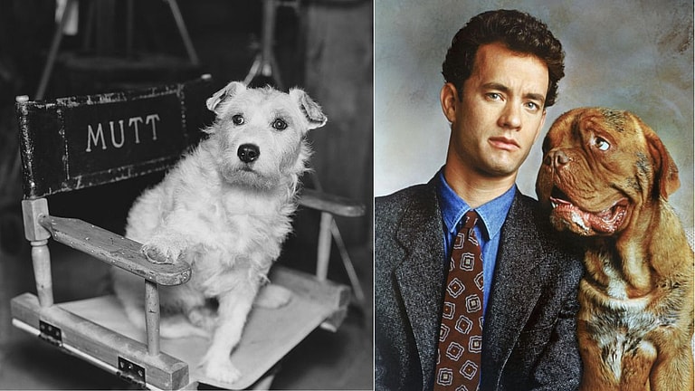 Canine Movie Stars