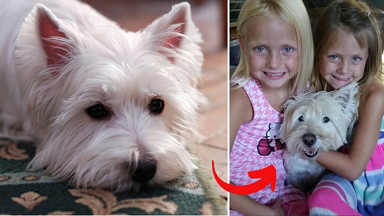 Dog Seasonal Allergies