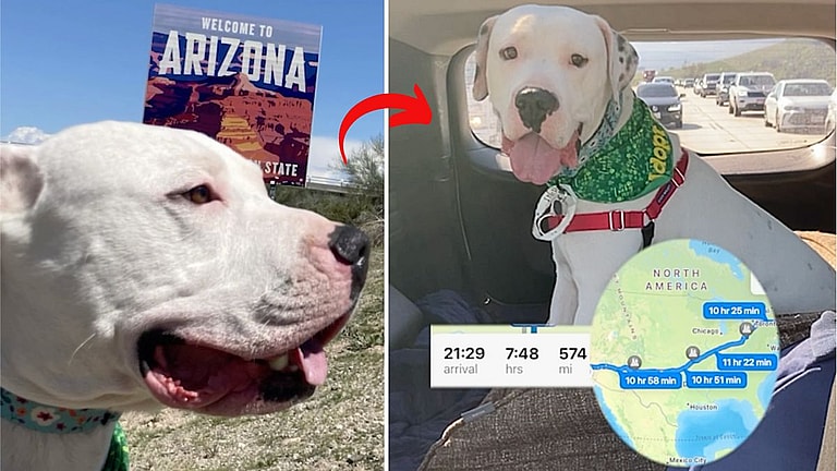 Dog up for adoption: Dogo Argentino Travels 3,000 Miles Through Blizzards & Deserts for His Final Chance at Adoption