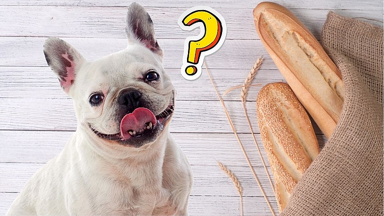 Can dogs eat bread?