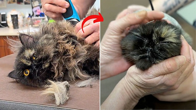 Grooming video: Watch How This Desperate Cat Asked for Help  & Got a Whole New Life!