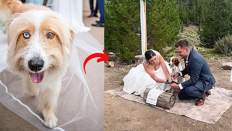 Your Dog Can Legally Be a Witness at Your Wedding in These 23 States!