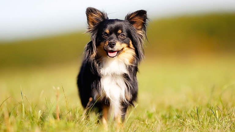 Chihuahua dogs names