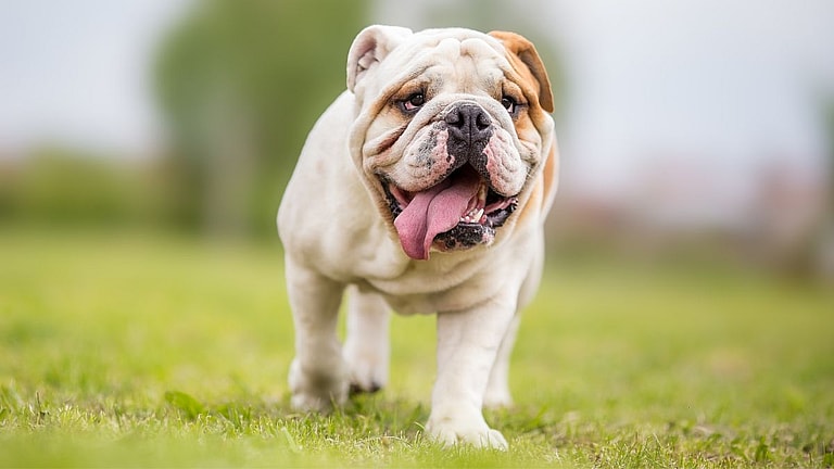 English Bulldog Names