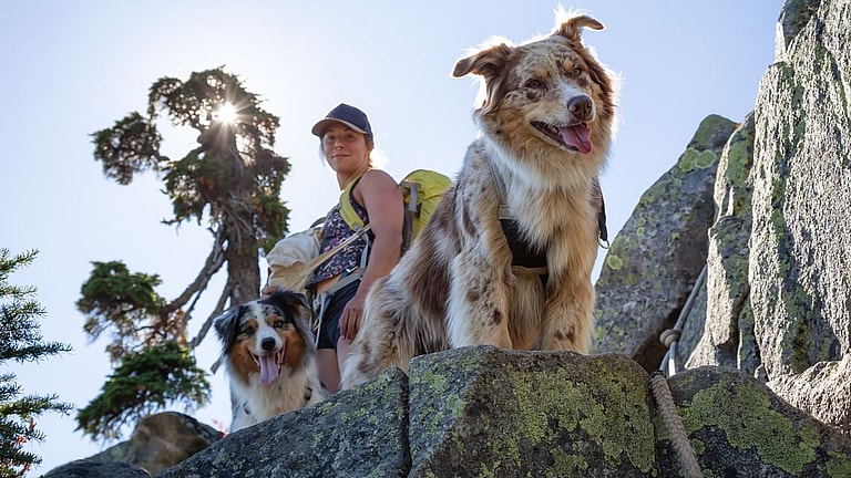 Dog up for adoption - Marco