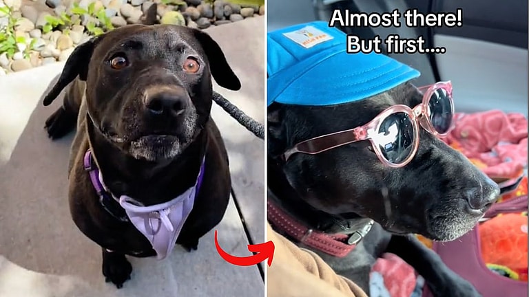 Dog Endured 1,000 Days In Shelter - Then Traveled 1,000 Miles To Find Her Happily-Ever-After