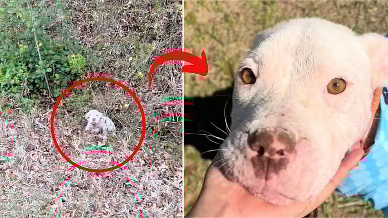 Rescuer Was About to Quit Until This Stray Dog's Loving Spirit Reignited Her Passion