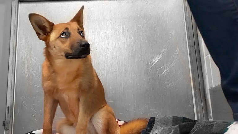 Patty, a shelter dog needs a forever home