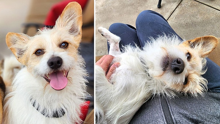 Innocent Pup Pays the Price When Owners Lose Their Home