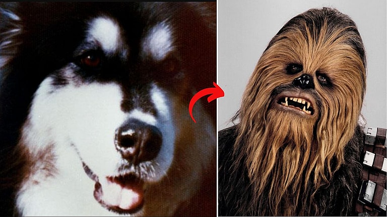 How an Ordinary Dog Inspired Star Wars' Most Popular Characters!