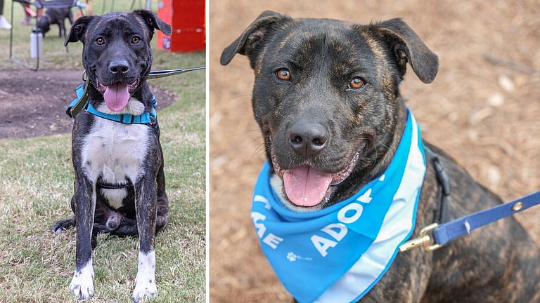 Dog up for adoption: From Stray Wanderer to Cherished Companion: Bear's Search for a Loving Forever Home