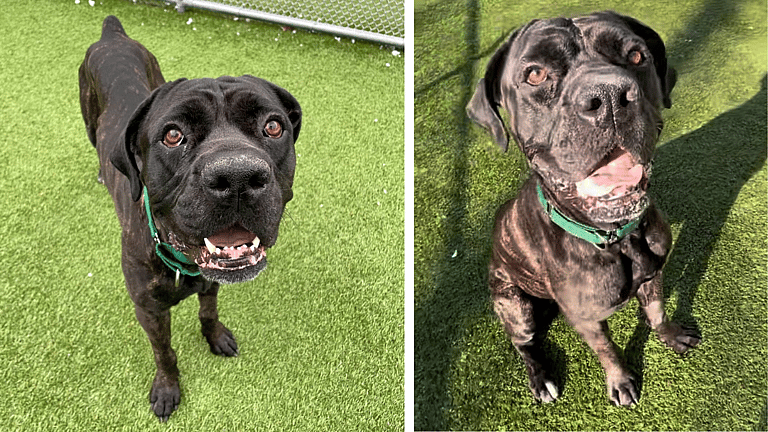 Dog up for Adoption