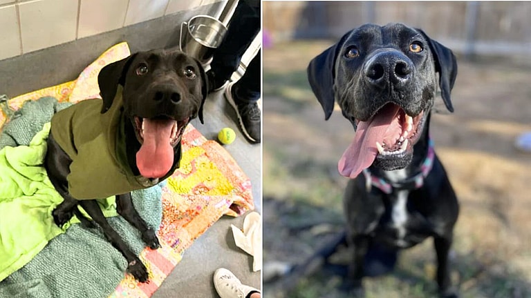 'Tennis Ball Is Life' for Paralyzed Dog Who Refuses to Let Hit-and-Run Dim Her Spirit