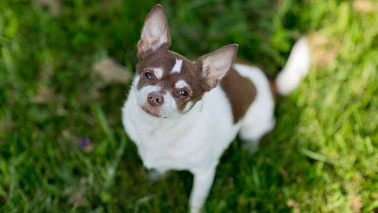 Chihuahua dogs names