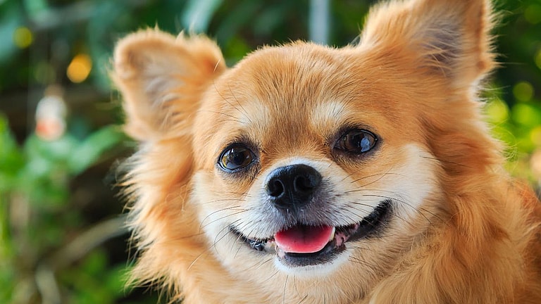 Chihuahua dogs names