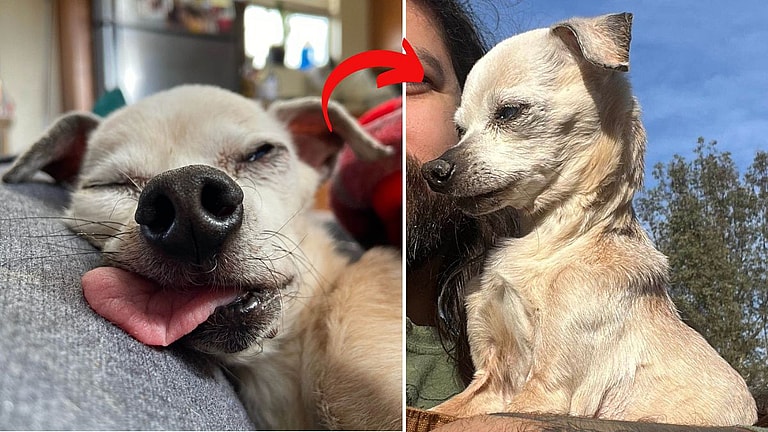 Couple Promised to Make 17 Year Old Blind Dog's Last Days Special. What They Achieved Was Beautiful