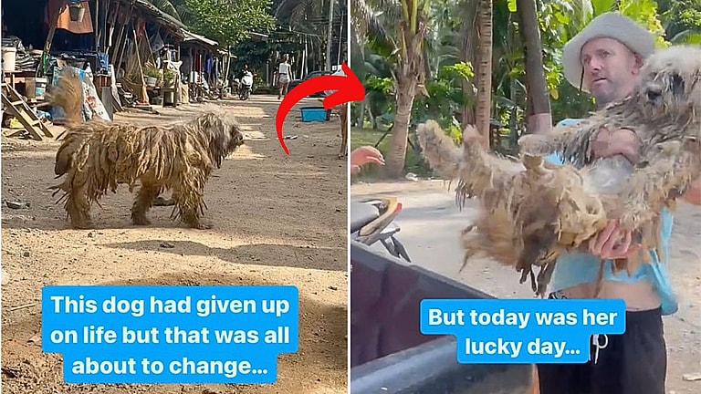 Shaggy Dog Was Hot, Exhausted & Barely Recognizable - Until Heroes Unleashed Her True Beauty