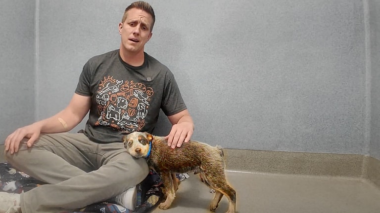 Blue Heeler Puppy Abandoned at the Park with a Broken Leg 🥺