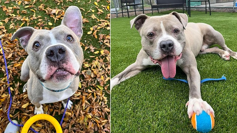 Sweet Pit Bull "Bear" Desperately Seeks Foster After 5 Long Years in Shelter