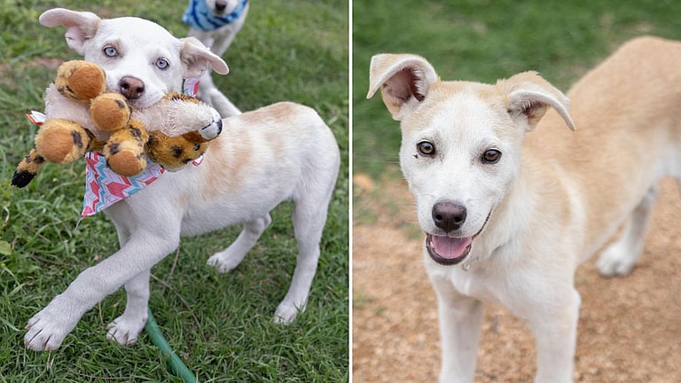 Betty (with Blue Eyes) & Beau