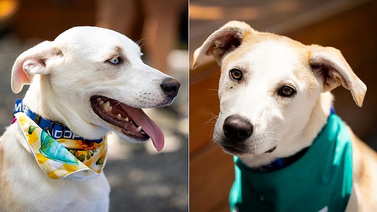 Betty (with Blue Eyes) & Beau