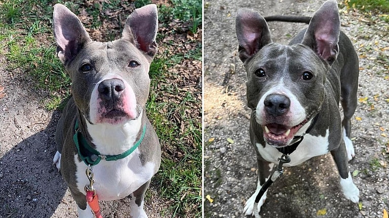 Innocent Dog Kicked to the Curb After Owner's Heartbreaking Eviction