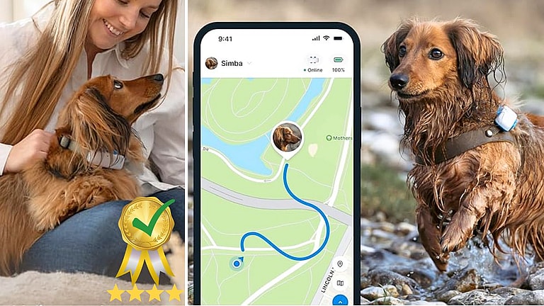 Top 6 Dog Collars & Tags With Built-In Tracking Devices Better Than AirTag