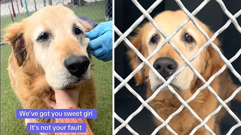 Senior Dog Suffers One Emotional Blow After Another After Owner Dies, Family Returns Her to Shelter 