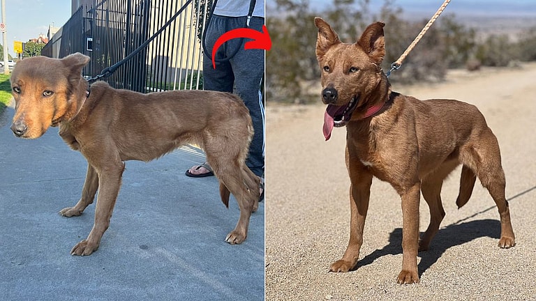 Pet Boarders Nearly Starve Recently Rescued Dog, Legal Battle Looms