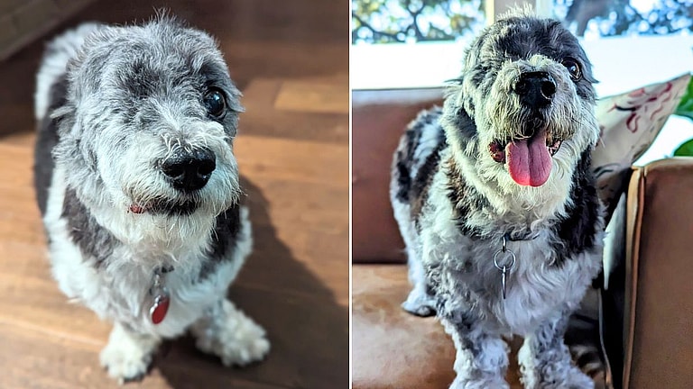 Vets Removed Tiny Terrier's Ears & Eye to Save Her Life. Her Tail Never Stopped Wagging