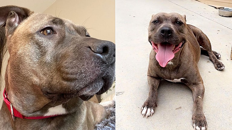 Urgent Plea: Mara the Pit Bull's Search for a Family Nears Deadline