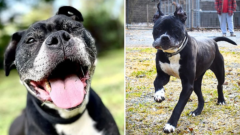 Myna: After a Decade in Shelter, Rescuers Plead to Find Senior Boxer Dog a True Home