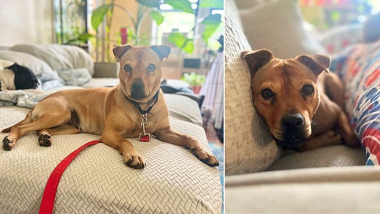 Peppa: Abandoned Dog Was so Shut Down she Couldn't Even Walk, Until This happened