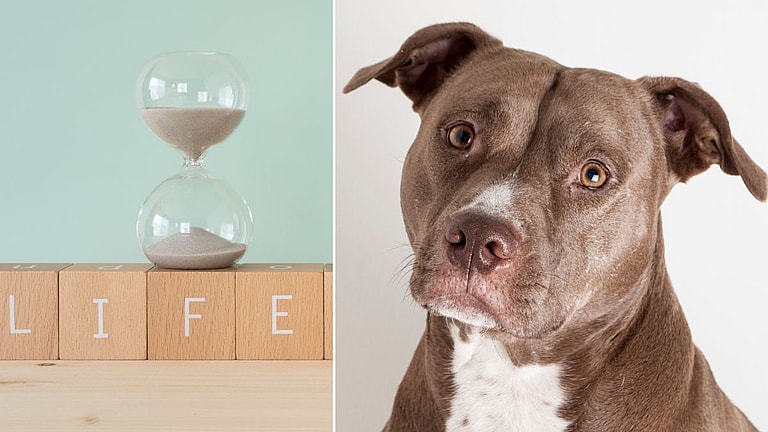 Pit Bull’s Lifespan