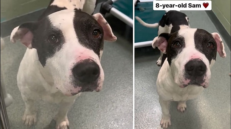 Oldest Shelter Dog Will Give Anything to Enjoy Seniorhood With a Forever Family  