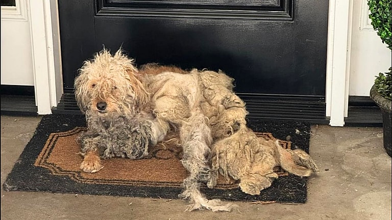 Severely Neglected Dog Mysteriously Appears on Woman's Doorstep, Ignites Viral Social Media Rescue