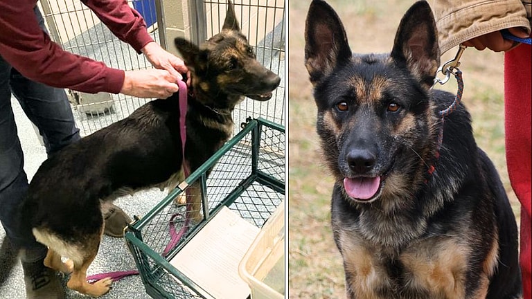 Abandoned Days Before Birth, Mama Dog Watches Puppies Get Adopted — Now Awaits Her Turn