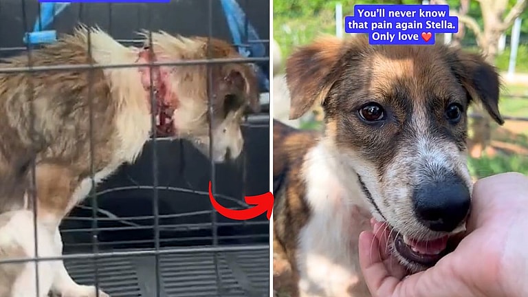 Stray Dog Living With Tight String Around Neck Thought Life Was Over, Until This Happened
