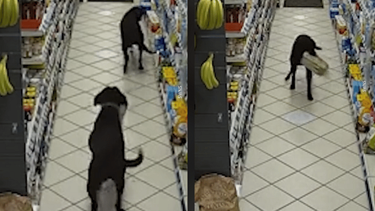 Bread Heist: Two Labrador Retrievers Busted Stealing Bread from Supermarket 