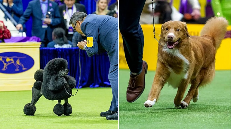Westminster dog show