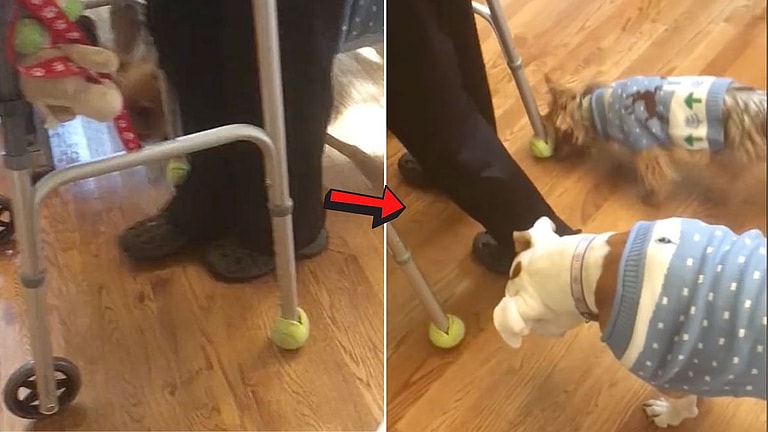 Why Do Dogs Love Tennis Balls?