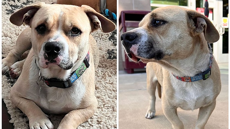 Boscoe the Bullhuahua