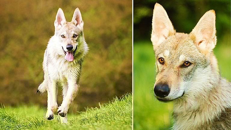Czechoslovakian Wolfdogs