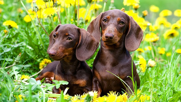 Dachshund Names