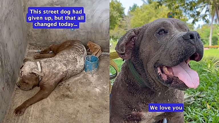 Stray Dog With 500 Ticks Loses Will to Live, Until  Rescuers Step In