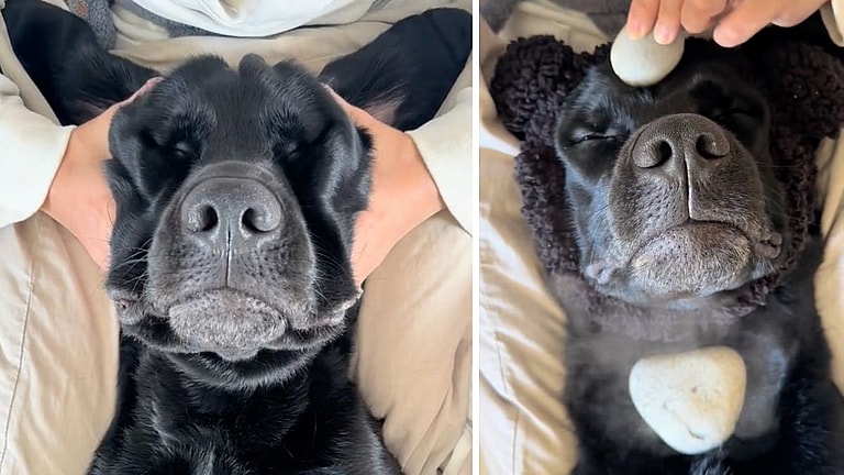 Dog’s Relaxed Reaction While Getting A Hot Stone Massage Will Leave You Craving For One