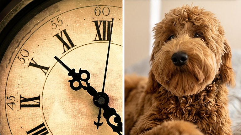 Goldendoodle’s Lifespan